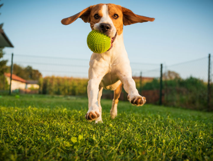 $city Doggie Daycare