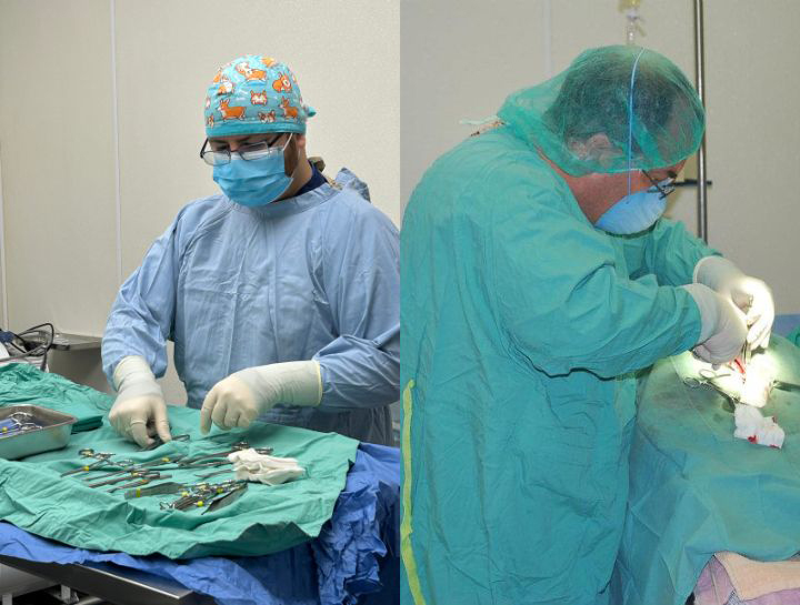 Lynbrook Veterinary Surgeries